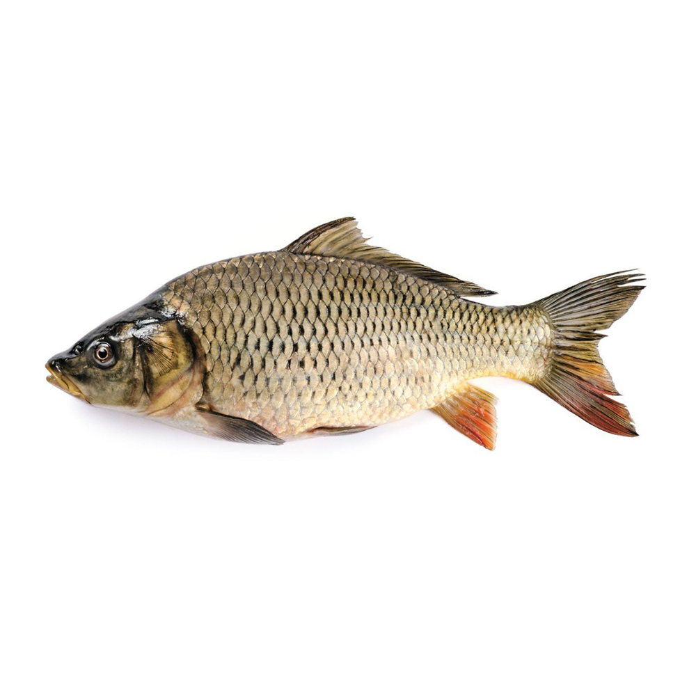 Fishland Carp 1kg